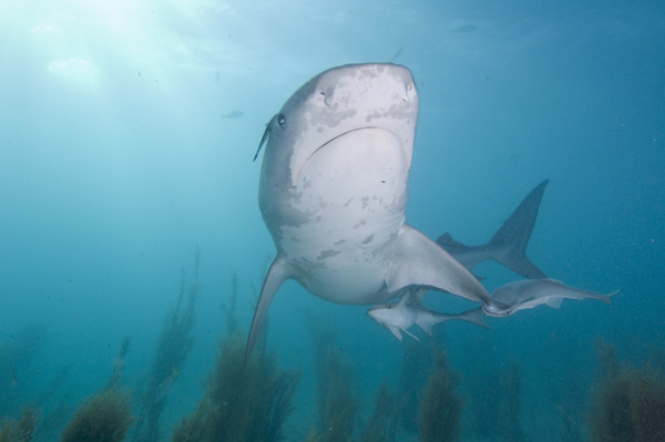 Galeocerdo cuvier (Squalo tigre)